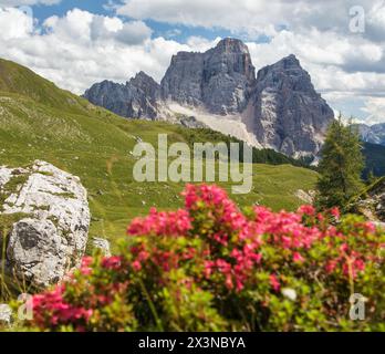 Mont Pelmo, vue sur les fleurs de montagne rouge Monte Pelmo, Tyrol du Sud, Alpes Dolomites montagnes, Italie Europe Banque D'Images