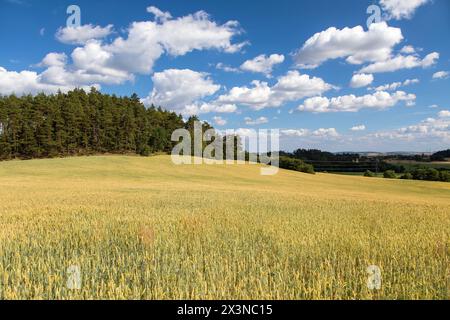 paysage avec la forêt de champs de blé et de beaux nuages sur le ciel Banque D'Images