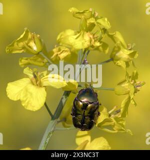 Chafer Rose vert, en latin Cetonia aurata, sur fleur de colza jaune Banque D'Images
