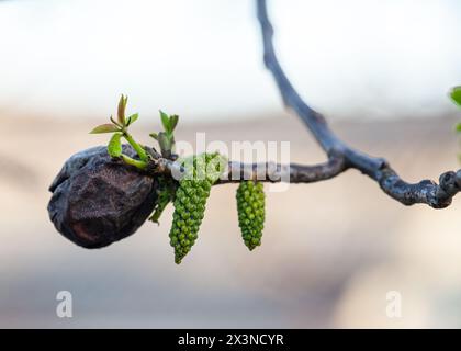 Fleurs de noyer.Noix jeunes feuilles et inflorescence sur fond de ville. Fleur de noyer sur la branche de l'arbre au printemps.Plantes de miel Ukraine Banque D'Images