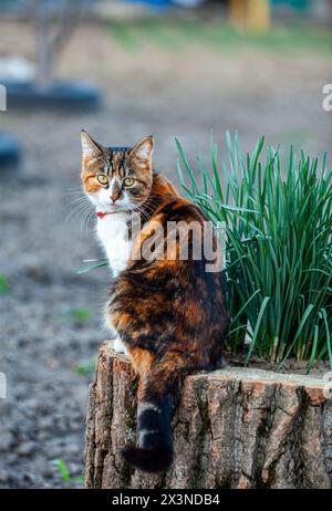 Photo d'un très beau chat alors qu'elle était assise sur une bûche d'arbre et regardant son maître alors qu'il prenait une photo d'elle. Banque D'Images