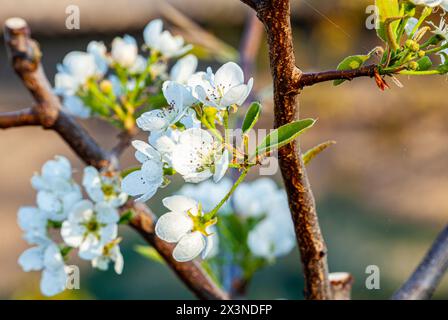 Une vue rapprochée d'une fleur de cerisier étouffée en pleine floraison complète avec des branches et des feuilles Banque D'Images