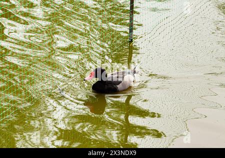 Un beau verger à bec de Rosy, Netta peposaca, nageant sur un étang de la réserve naturelle de Slimbridge. Banque D'Images