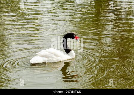 Cygne à cou noir Cygnus melancoryphus adulte nageant sur un étang avec des roseaux en arrière-plan. Banque D'Images