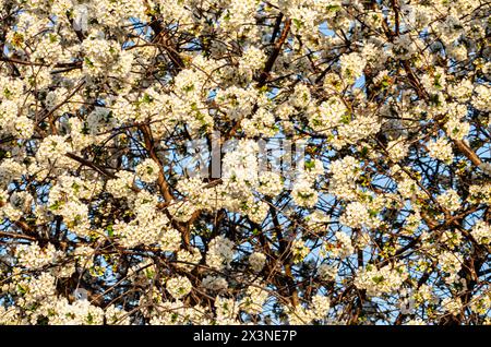 Les branches d'un arbre en fleurs. Cerisier en fleurs blanches. Arrière-plan flou. Banque D'Images