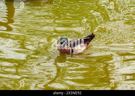 Beau canard nager dans la rivière. beau fond Banque D'Images