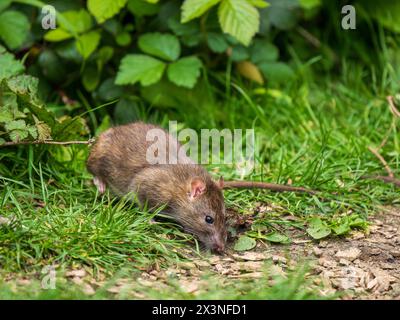 Un rat brun se nourrissant sur le sol Banque D'Images