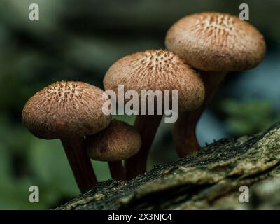 vue latérale d'un champignon brun en grappe poussant côte à côte sur une bûche brune Banque D'Images