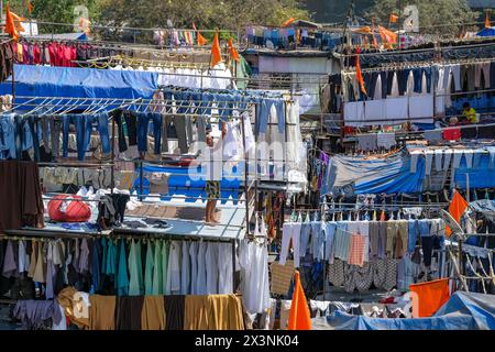 Mumbai, Inde - 3 mars 2024 : un homme travaille à Mahalaxmi Dhobi Ghat, la plus grande blanchisserie en plein air de Mumbai, Inde. Banque D'Images