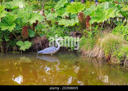 Un héron gris, Ardea cinerea, debout dans un étang près de la rhubarbe géante brésilienne, Gunnera manicata, RHS Garden Wisley, Surrey, sud-est de l'Angleterre au printemps Banque D'Images