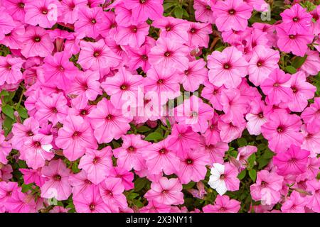 Fond de fleur de pétunia rose, pétunias violets dans le pot, aménagement paysager, décor. Pétunias de jardin commun fleuri luxuriant et coloré dans le parc de la ville. Wallp Banque D'Images