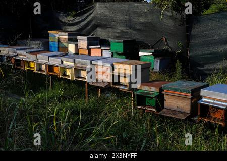 Les abeilles ouvrières occupées en début de soirée au soleil sur les planches d'atterrissage et les panneaux avant des ruches à Aquileia, province d'Udine, Friuli Venezia Giulia, Italie. Banque D'Images