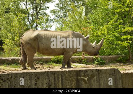 Ceratotherium simum, espèce animale menacée d'extinction de Ceratotherium simum, rhinocéros blancs mâles au zoo de Sofia, Sofia, Bulgarie, Europe de l'est, Balkans, UE Banque D'Images