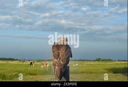 Buzzard commun resp., Buteo buteo repose sur un poste, région du Bas-Rhin, Allemagne Banque D'Images