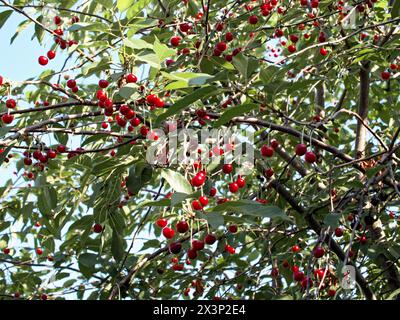 Une vue sereine des branches de cerisier chargées de fruits rouges mûrs ; les feuilles vertes accentuent la couleur vive des cerises. Banque D'Images