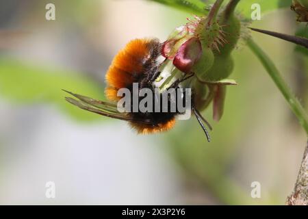 Abeille minière fauve femelle sur la fleur de groseille à maquereau dans le centre du pays de Galles, Royaume-Uni Banque D'Images
