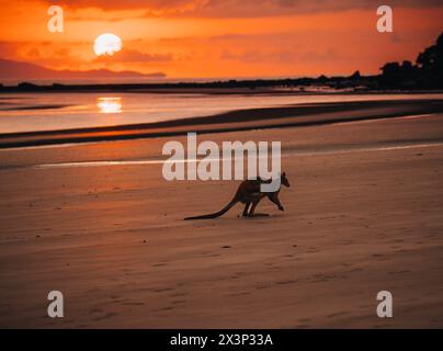 Kangourou Wallaby à la plage pendant le lever du soleil dans le parc national de cape hillsborough, Mackay. Queensland, Australie. Banque D'Images