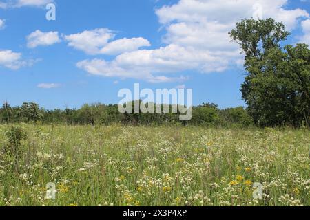 Arbre de Cottonwood au premier plan d'une prairie de fleurs sauvages avec la limite des arbres en arrière-plan à somme Woods à Northbrook, Illinois Banque D'Images