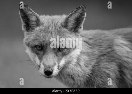 Fox dans Bluebells Banque D'Images