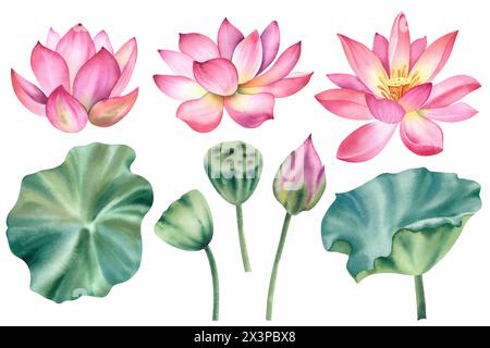 Un grand ensemble de fleurs de lotus. Illustration aquarelle peinte à la main d'un nénuphar rose tropical et de feuilles vertes. Un dessin botanique. Un paquet de wa Banque D'Images