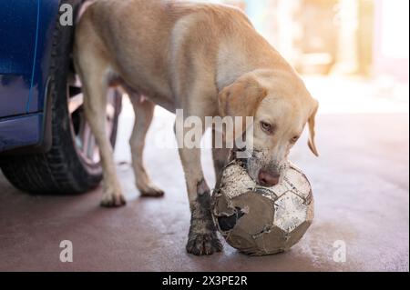 Boule à mâcher de chien Labrador sur fond d'été ensoleillé lumineux Banque D'Images