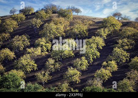 Des pommiers sont plantés sur les pentes d'un vignoble près de Paso Robles en Californie. Banque D'Images