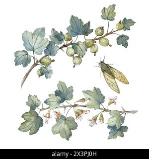Branches de groseille à maquereau avec des feuilles, des baies et des fleurs de printemps et un ensemble de cigales d'éléments d'aquarelle Banque D'Images