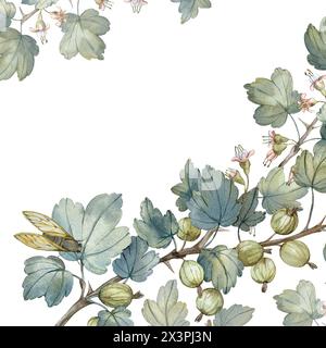 Baies et fleurs de groseille à maquereau et fond de cigale. Peint à la main avec des aquarelles. Banque D'Images