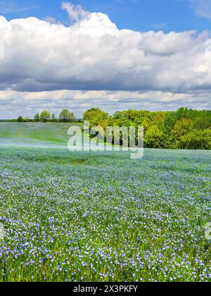 Champ de lin / graines de lin (Linum usitatissimum) cultivé dans le sud-Touraine, centre de la France. Banque D'Images