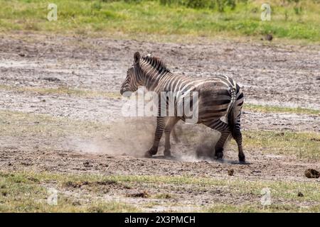 Un jeune zèbre des plaines, equus quagga, roule dans la poussière du parc national d'Amboseli, au Kenya. Ce comportement ludique consiste à éliminer les parasites et les peaux mortes. Banque D'Images