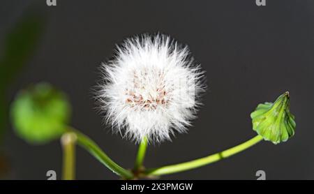 Petits anges ou pissenlits dans un jardin à Barcelone, Catalunya, Espagne, Europe Banque D'Images