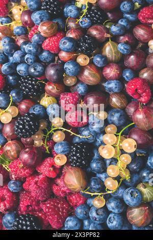 Groseilles à maquereau, bleuets, mûres, framboises, groseilles blanches et rouges. Banque D'Images