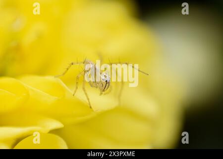 Photo macro de l'araignée Lynx sur le pétale de la fleur de chrysanthème de couleur jaune Banque D'Images