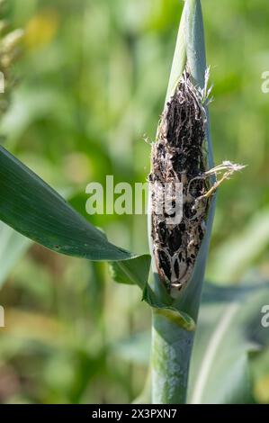 Mouture de maïs dans le champ agricole. Il s'agit d'une maladie fongique causée par Sphacelotheca reiliana. Maladie importante du maïs. Banque D'Images