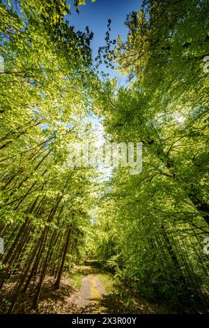 La lumière du soleil filtre à travers les branches des arbres le long d'un chemin forestier, créant un motif tapissé sur l'herbe verte luxuriante ci-dessous Banque D'Images