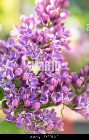 Fleur de lilas dans le jardin. Gros plan sur le buisson lilas violet. Lilas violet en fleur. Nature printanière. Paysage naturel d'avril. Fleur chanceuse de lilas. Banque D'Images