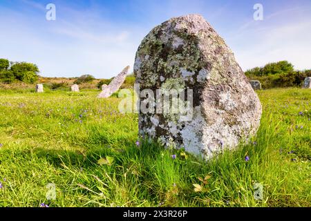 Gros plan d'une des pierres debout dans le cercle de pierre Boscawen-un, près de St Buryan, Cornouailles, Royaume-Uni. Concentrez-vous sur le premier plan. Banque D'Images