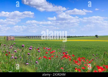 Printemps : paysage vallonné avec champs de blé vert et viaduc. Vue sur le pont des 21 Arches, le pont de chemin de fer fantôme près de la ville de Spinazzola. Banque D'Images