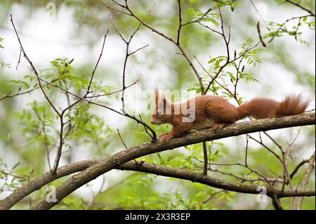 Sciurus vulgaris aka l'écureuil rouge grimpe sur l'arbre au printemps. Banque D'Images