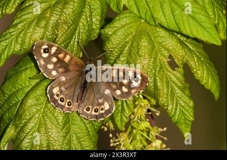 Pararge aegeria aka Speckled Wood Butterfly est assis sur la feuille d'érable dans la soirée ensoleillée de printemps. Banque D'Images