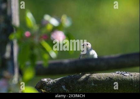 Ficedula albicollis femelle aka Collared Flycatcher perché sur branche d'arbre dans le jardin. Banque D'Images