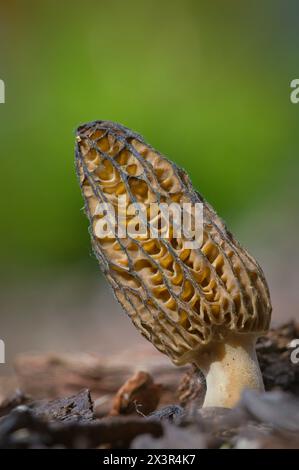 Champignon comestible de morille isolé sur fond flou. Probablement Morchella elata. Printemps en république tchèque nature. Banque D'Images