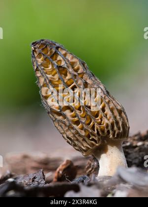 Champignon comestible de morille isolé sur fond flou. Probablement Morchella elata. Printemps en république tchèque nature. Banque D'Images