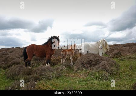 Chevaux sauvages sur le long Mynd hils Shropshire.poulain nouvellement né avec les parents. Banque D'Images