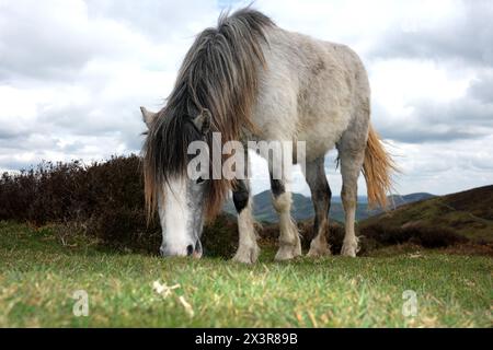 Chevaux sauvages qui paissent sur les terres communes du long Mynd hils Shropshire Banque D'Images