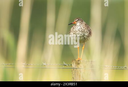 Gros plan d'un redshank commun debout sur un poteau de clôture dans les zones humides Banque D'Images