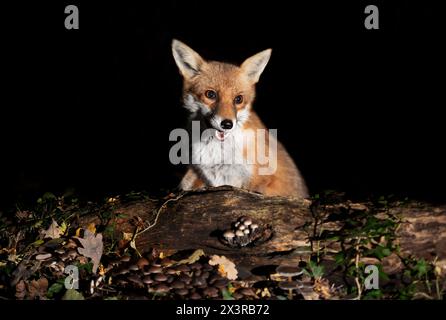 Gros plan d'un jeune renard roux mignon debout sur un arbre dans une forêt. Banque D'Images