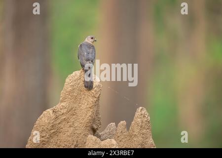 Portrait d'un mâle shikra (Accipiter badius) perché sur une colline de termites sous un éclairage uniforme dans le parc national de Dudhwa, Uttar Pradesh, Inde Banque D'Images