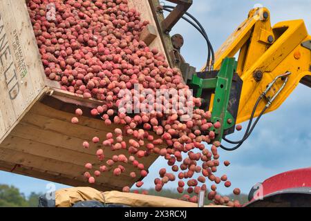 Ascenseur de récolteuse de pommes de terre chargeant la remorque de tracteur avec des pommes de terre rouges, se préparant à planter à la ferme à Norfolk (Hickling) East Anglia, Royaume-Uni Banque D'Images