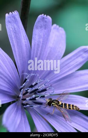 Chicorée (Cichorium intybus), Asteraceae. plante herbacée vivace, sauvage. fleur violette. Avec hoverflie (Syrphidae) Banque D'Images